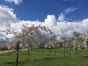 日本人会が植樹した桜